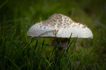 The parasol mushroom