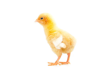 chick or little chicken isolated on white background  Agriculture, farm and Livestock Concept