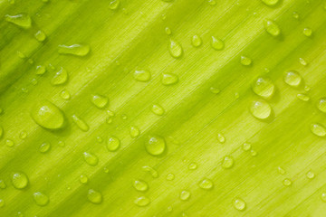drops of water on the leaves. green nature background
