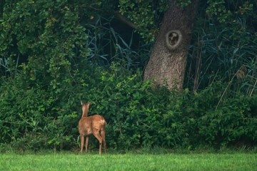 Roe deer doe eating vegetation at forest edge.