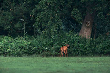 Roe deer doe eating vegetation at forest edge.