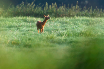 Roe deer in summer pasture picking up scent.