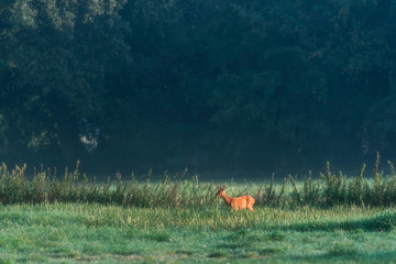 Roe deer in pasture in morning sunlight.