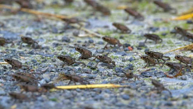 Little common toads (Bufo bufo) migration from water