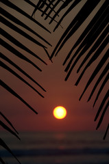 Costa Rican Palm Tree Sunset