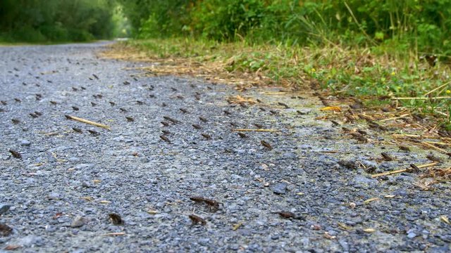 Little common toads (Bufo bufo) migration from water