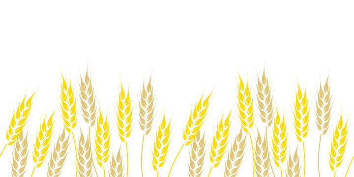 Seamless border, hand drawn wheat ears on white background. Vector illustration