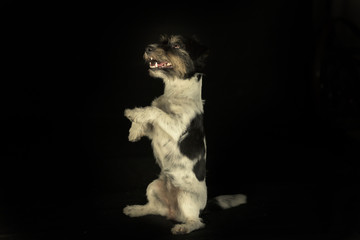 Small pretty Jack Russell Terrier is standing on the hind legs upright and is smiling in front of black background
