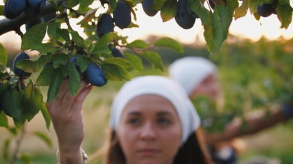 Portrait of young woman picking fresh plums from the tree and put it into the basket, close up shot, slow motion