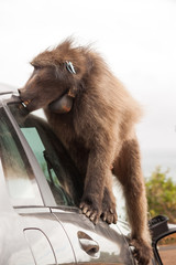 Naughty large wild dominant baboon playing around on a vehicle causing damage.