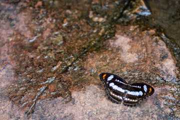 Butterfly in Pang Sida National Park.
