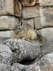 schlaftrunkenes Viscacha
