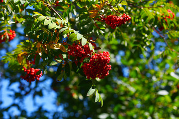 bright red bunches of Rowan on green branches
