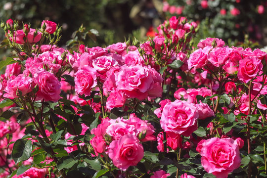 blooming pink rose garden on sunny day background.