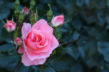blooming pink rose with green leaves as background.