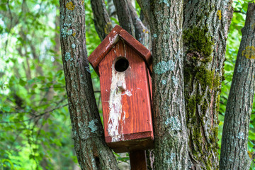 brown birdhouse on an old moss-covered willow tree in a summer city Park