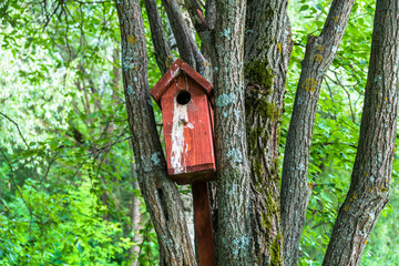 brown birdhouse on an old moss-covered willow tree in a summer city Park
