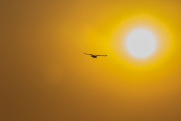 Vacation paradise background. Bird silhouette flying into the sun