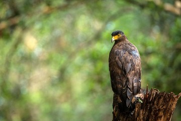 Portrait of crested Serpent Eagle perched in tree in Wilpattu National Park in Sri Lanka, close up photo, exotic birding in Asia, beautiful bird of prey with yellow eyes