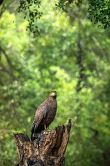 Portrait of crested Serpent Eagle perched in tree in Wilpattu National Park in Sri Lanka, close up photo, exotic birding in Asia, beautiful bird of prey with yellow eyes