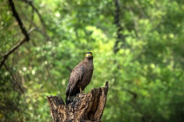 Portrait of crested Serpent Eagle perched in tree in Wilpattu National Park in Sri Lanka, close up photo, exotic birding in Asia, beautiful bird of prey with yellow eyes