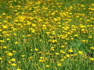 Blumenwiese (Lehmj&ouml;resweg in Stolberg-Vicht)