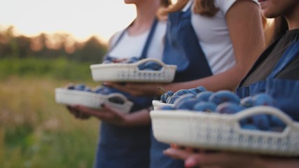 Close up shot of group of young women standing with baskets full of fresh plums during sunset, slow motion, rack focus