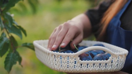 Portrait of young woman picking fresh plums from the tree and put it into the basket, close up shot