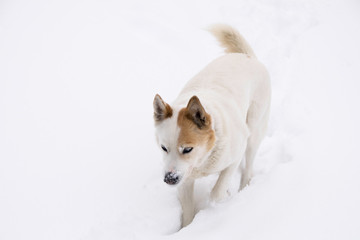White dog walking through the deep snow