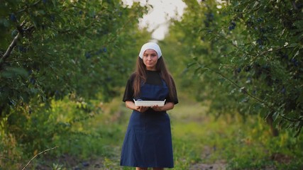 Portrait of young woman in apron standing with basket of fresh plums. Harvest of plums in orchard during sunset