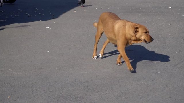 Limping stray dog is trying to catch some pigeons