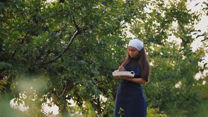 Portrait of young woman picking fresh plums from the tree and put it into the basket. Harvest of plums in orchard during sunset, slow motion