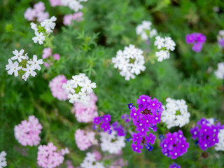 Pink and purple Lantana flowers Phakakrong blossom small spring on green beautiful and fresh background, beautiful flower