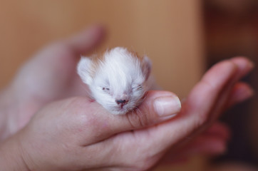 white newborn kitten in female hands closeup