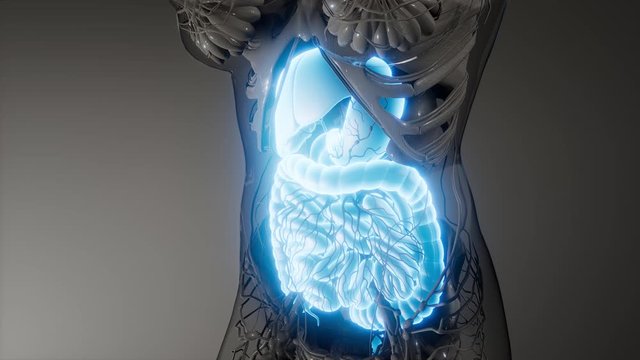 3d illustration of human digestive system parts and functions