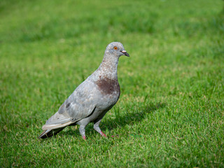 Pigeon on green grass, Closeup of a gray pigeon in public park