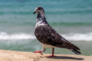 Proud Pigeon