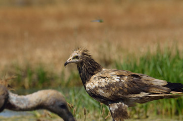  Alimoche común o buitre egipcio (Neophron percnopterus) posado sobre una piedra