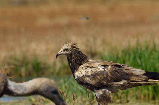  Alimoche com&uacute;n o buitre egipcio (Neophron percnopterus) posado sobre una piedra