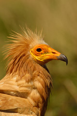 Primeros planos de Alimoche común o buitre egipcio (Neophron percnopterus)