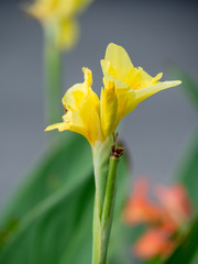 Indian shot or African arrowroot, Sierra Leone arrowroot,canna, cannaceae, canna lily, Flowers at the park, nature background