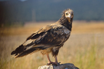  Alimoche común o buitre egipcio (Neophron percnopterus) posado sobre una piedra