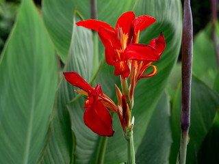Indian shot or African arrowroot, Sierra Leone arrowroot,canna, cannaceae, canna lily, Flowers at the park, nature background - obrazy, fototapety, plakaty