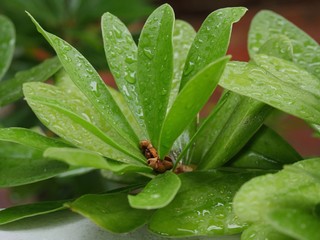 Green leaves dripping with water from the rain