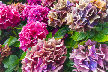 Pink and purple hydrangea flowers