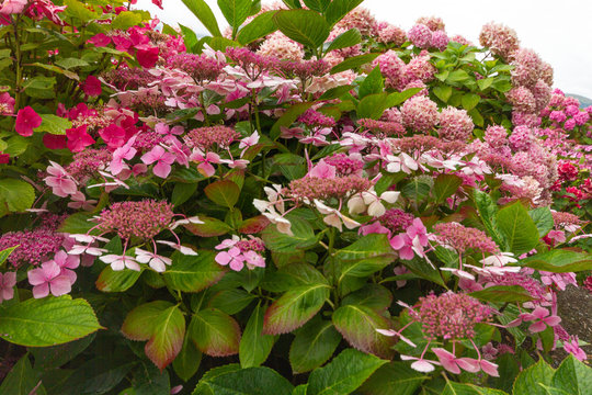 Different shades of pink hydrangea flowers
