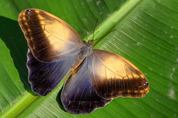 Giant owl butterfly  - Caligo memnon, beautiful large butterfly from Central America forests,...