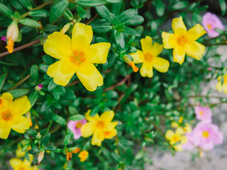 Beautiful yellow and pink flower, Portulaca oleraceae, Cute little flower