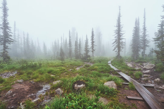 Wooden pathway in the foggy forest of the Ergaki National park in Russia