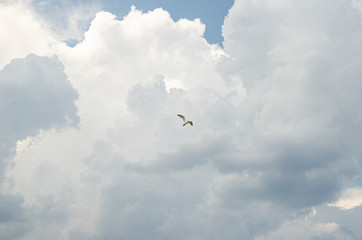 bird